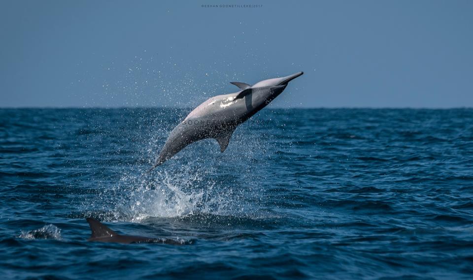 Dolphin,Whalewatching,Kalpitiya,Sri Lanka